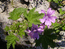 Симеизовские цветы